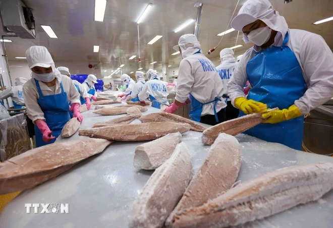 Classifying and processing tuna products for export. (Photo: Vu Sinh/VNA)