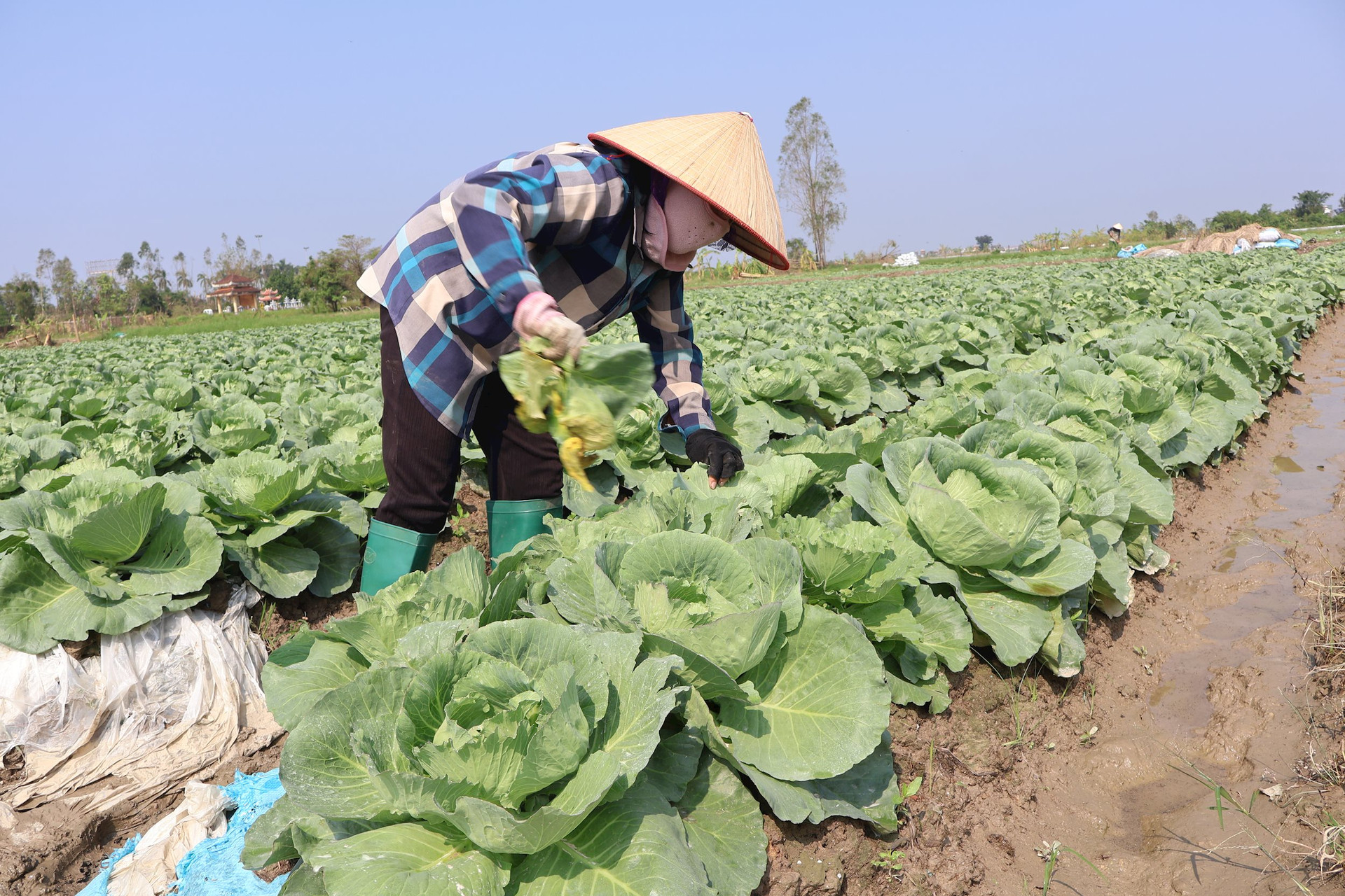 Một số biện pháp chăm sóc rau màu sau mưa bão