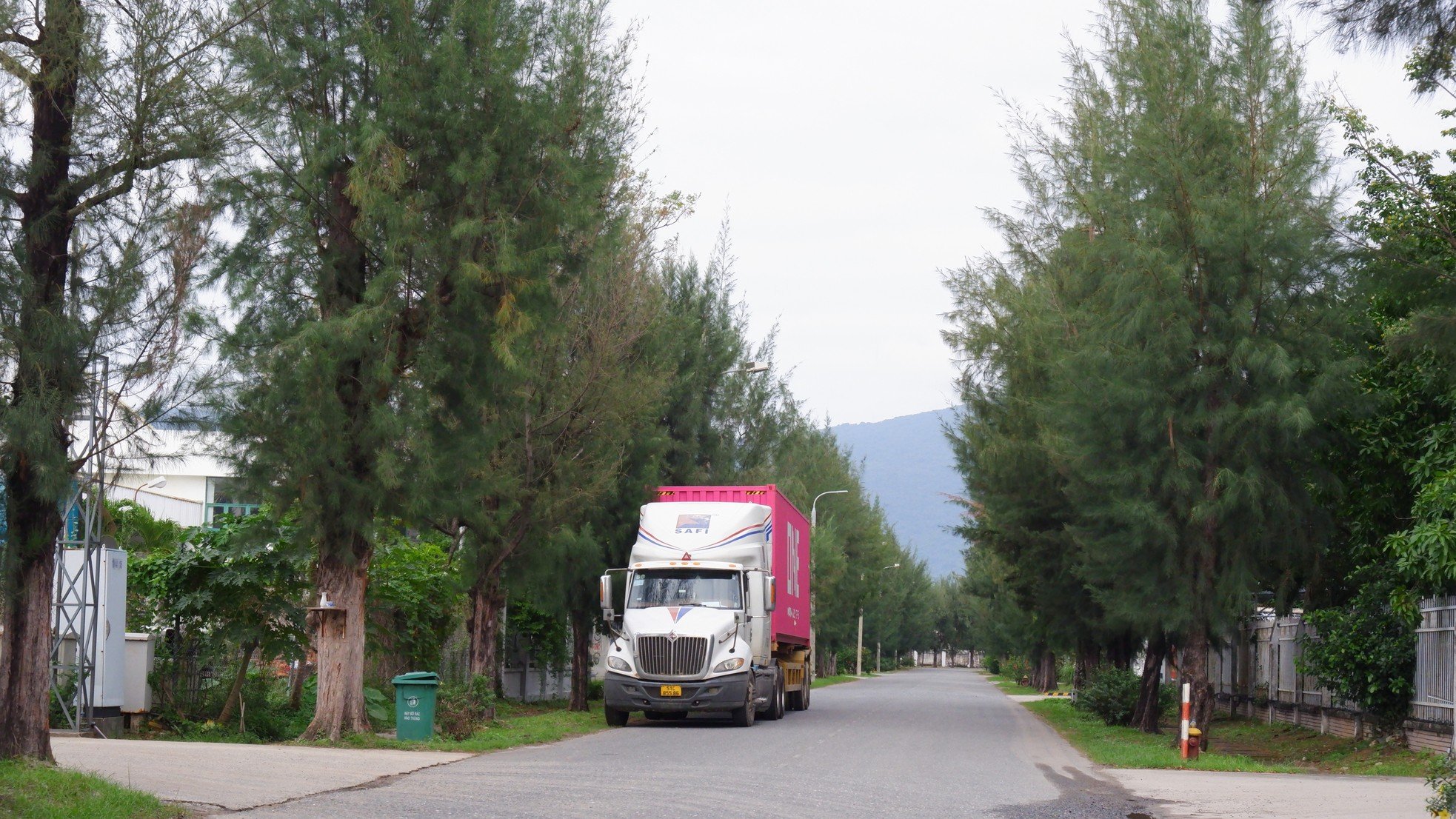 Rangées vertes et fraîches d'anciens arbres casuarina dans le parc industriel de Da Nang, photo 2