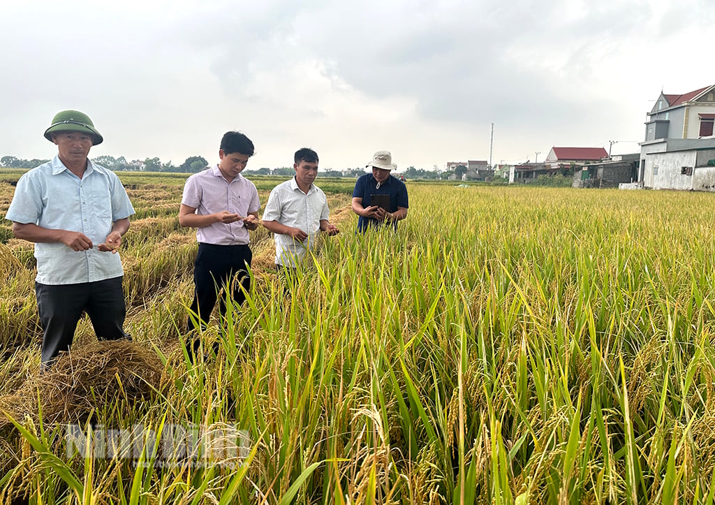 ថ្ងៃ​ប្រមូល​ផល​ដ៏​អ៊ូអរ​របស់ Yen Khanh