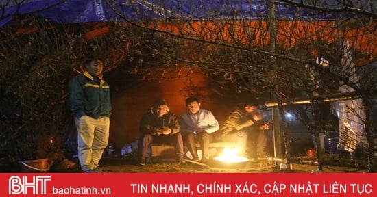 Canh quất, trông đào trong đêm giá rét