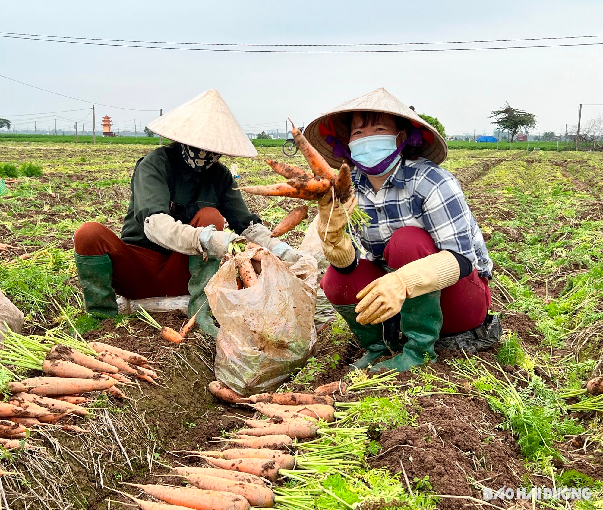 carrot-duc-chinh4.jpg