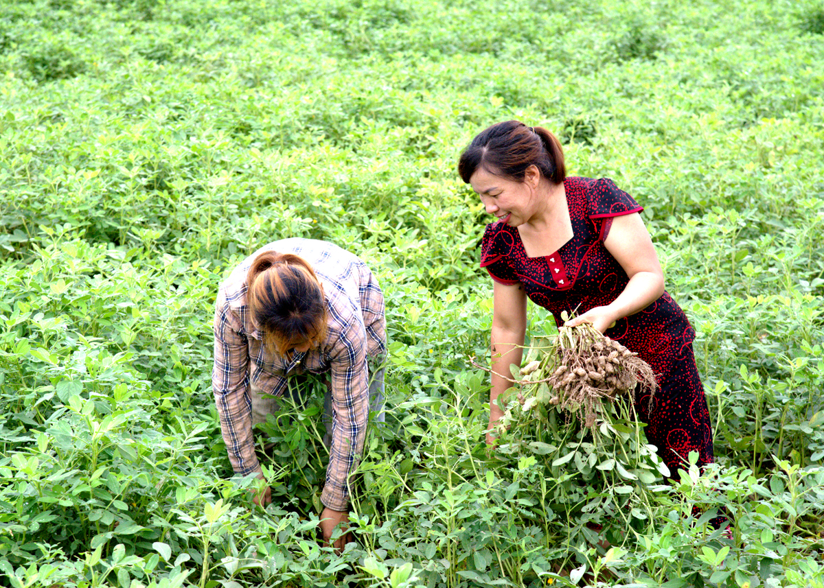 Los agricultores de la comuna de Bang Lang (Quang Binh) están ocupados cosechando maní.