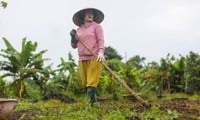 El pueblo de flores del Tet más grande de la ciudad de Ho Chi Minh está 'distorsionado' por el clima