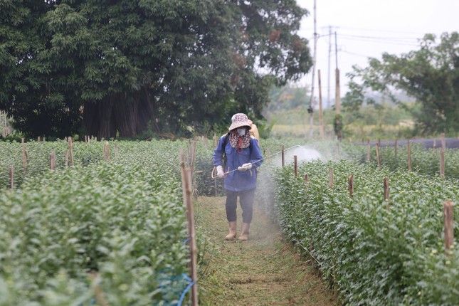 ロ川沿いの花の村は2025年の旧正月に向けて賑わう（写真3）