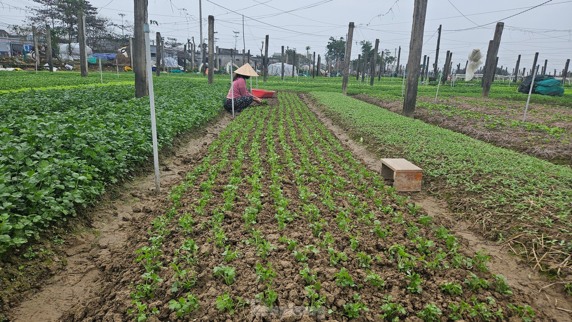 Bay trên những cánh đồng rau xanh mướt ảnh 3