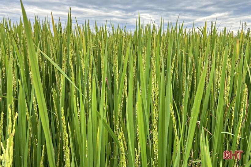 Nearly 30,000 hectares of summer-autumn rice in Ha Tinh have bloomed.