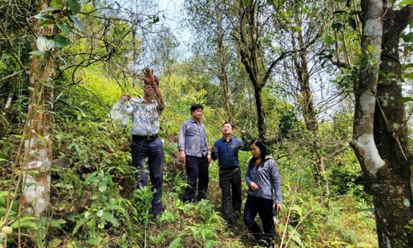 ឱកាសថ្មីសម្រាប់ការអភិវឌ្ឍន៍សេដ្ឋកិច្ចព្រៃឈើនៅ Binh Lieu