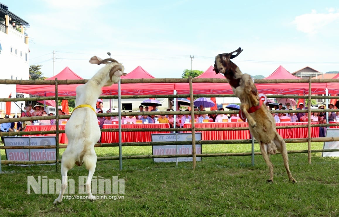 Provincial Farmers' Association organizes goat fighting festival