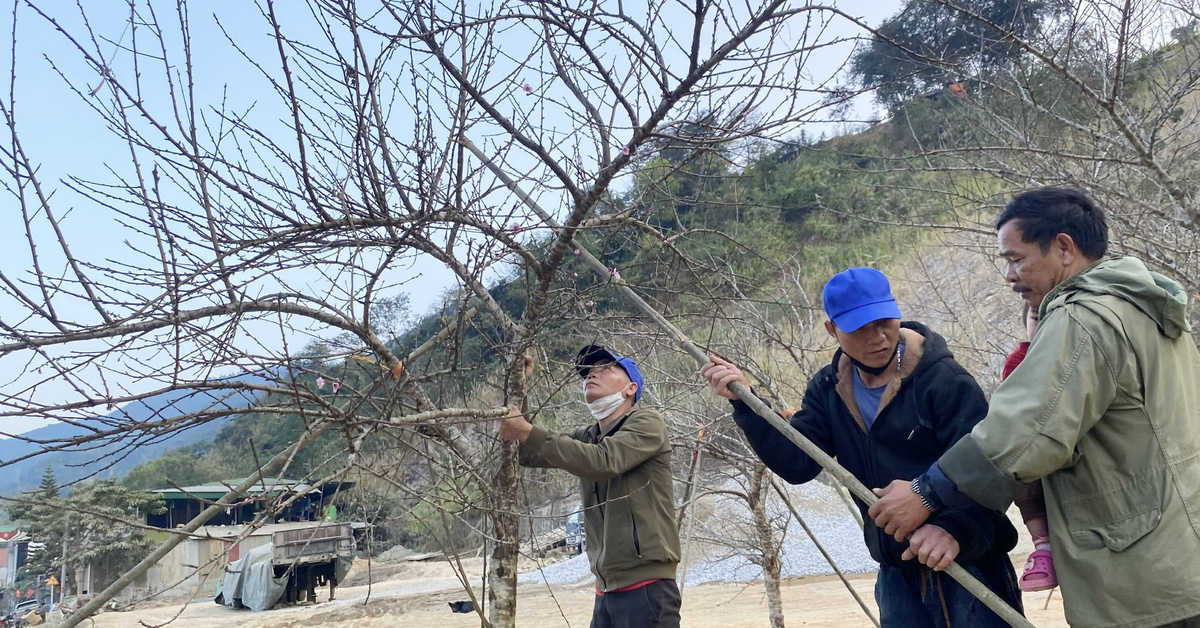 Peach blossoms in the forest are scarce in the streets, few customers buy them