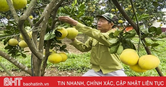 Cựu chiến binh xung kích trên “mặt trận” phát triển kinh tế