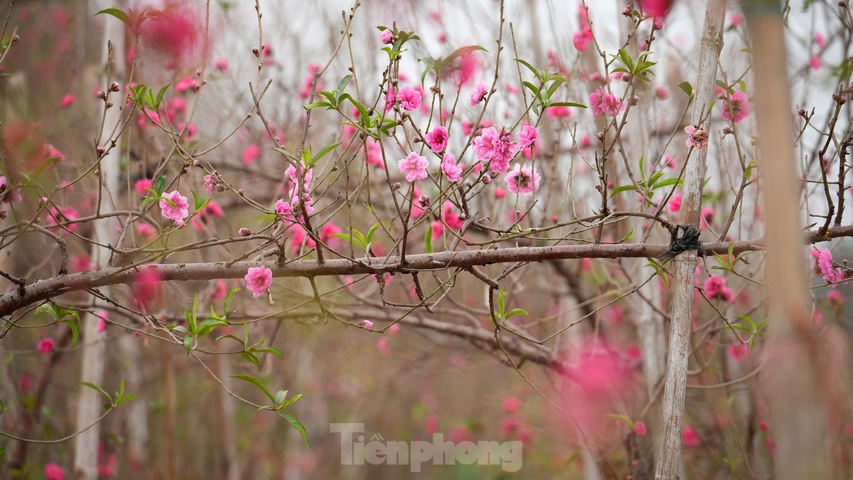 Hanoi: Nhat Tan peach blossoms increase in price sharply, even with millions of dong, it is still difficult to buy photo 3