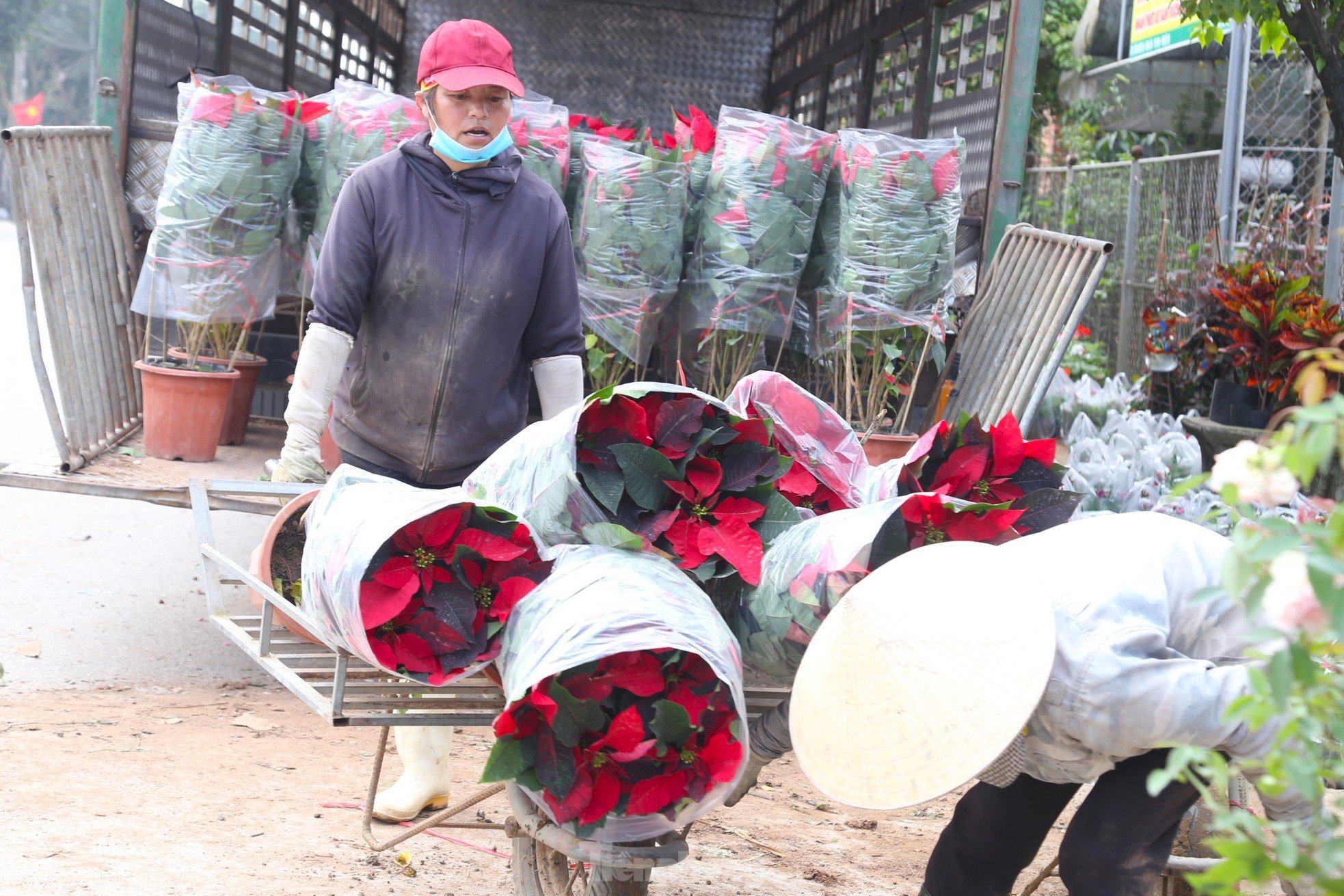 Ganándose la vida en el pueblo de las flores, con la esperanza de que llegue un cálido Tet, foto 9