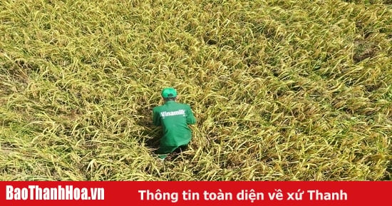 What is special about the ST25 "5 no" rice field at Vinamilk Green Farm?