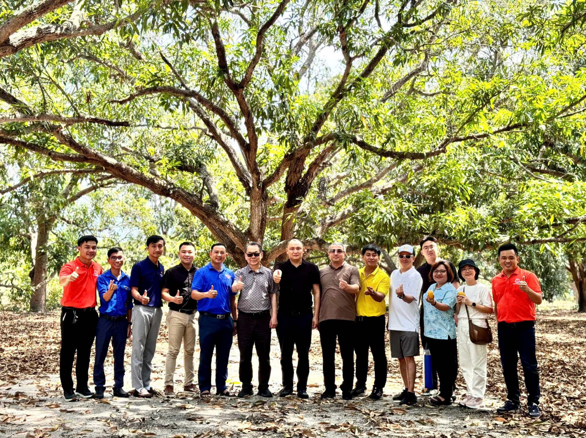 Los turistas se toman fotos de recuerdo con un antiguo árbol de mango en Cam Lam