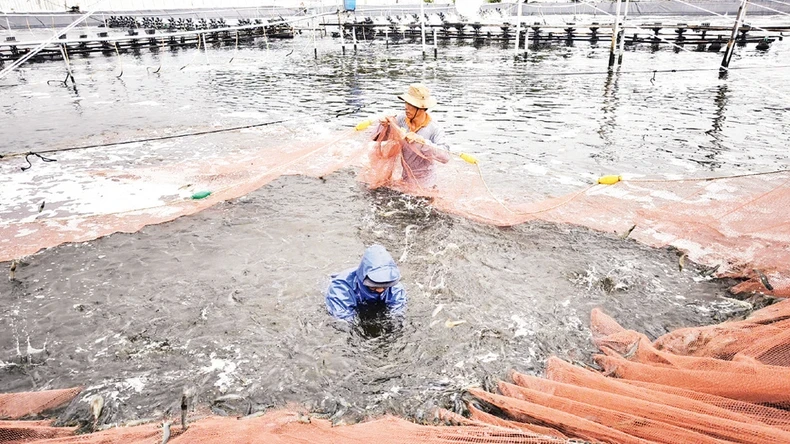 Ernte einer Hightech-Garnelenzucht in Ben Tre.