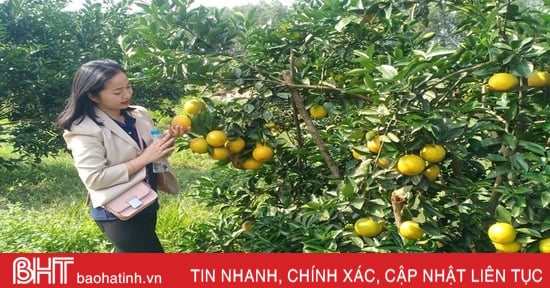 Háo hức đón chờ Lễ hội Cam và các sản phẩm nông nghiệp Hà Tĩnh