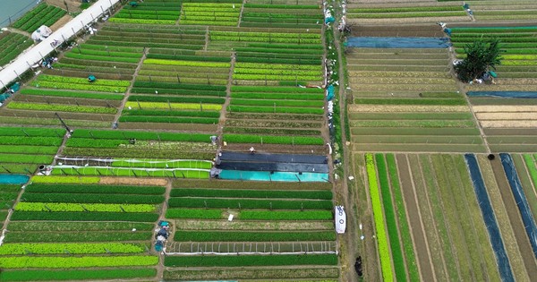 Flying over green vegetable fields