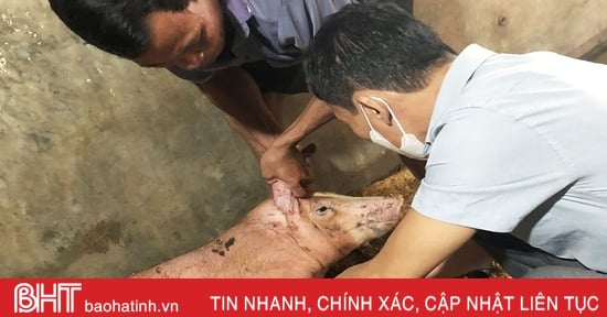 Ha Tinh ist entschlossen, Epidemien bei Vieh und Geflügel zu verhindern