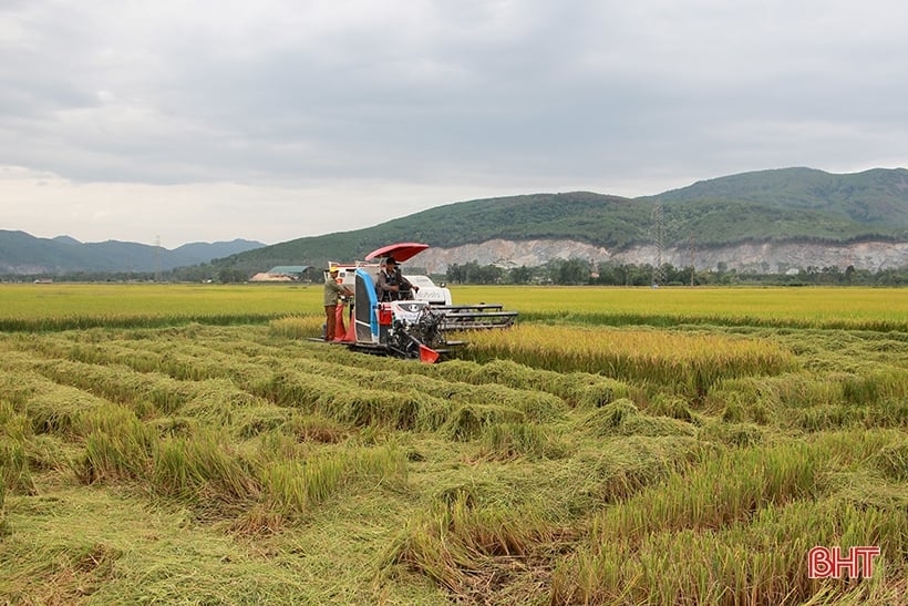 Summer-autumn rice yield in Can Loc is estimated at 53.48 quintals/ha.