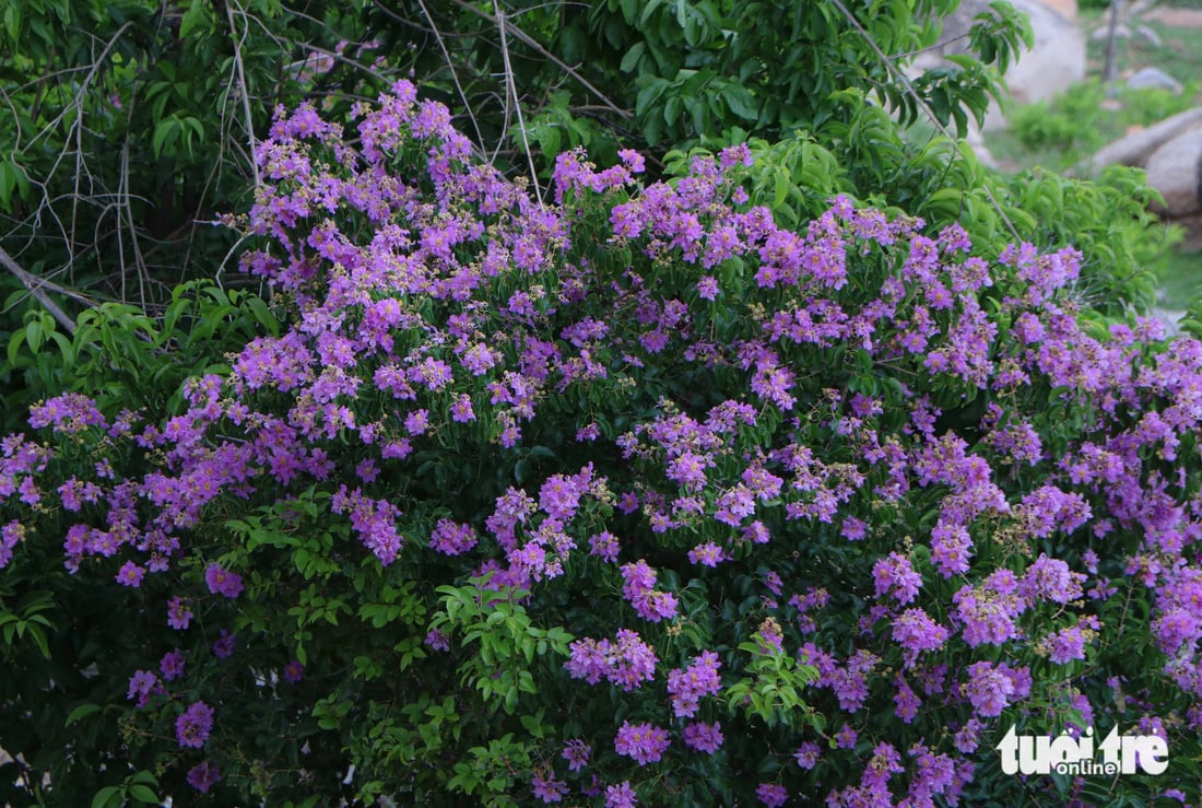 Lagerstroemia-Blüten blühen in Büscheln und wetteifern darum, ihre violette Farbe auf felsigen Bergen und Küstenhängen zur Schau zu stellen - Foto: DUY NGOC