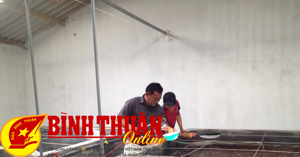 Building and developing Binh Thuan shrimp seed brand