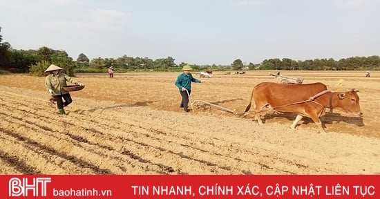 Nông dân Vũ Quang tập trung xuống giống hơn 620 ha ngô vụ đông