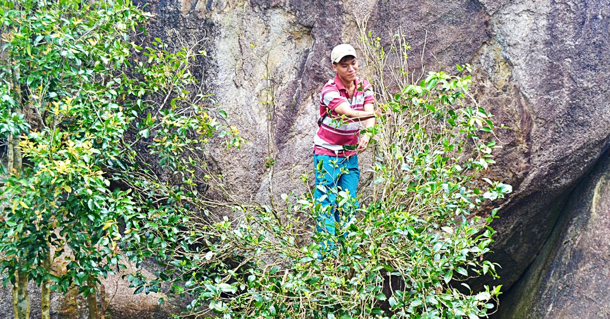 麻豆茶摘みの賑やかな登山