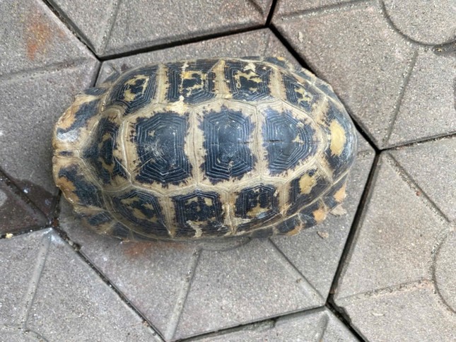 学校の写真で珍しい金色の山ガメが発見される 1