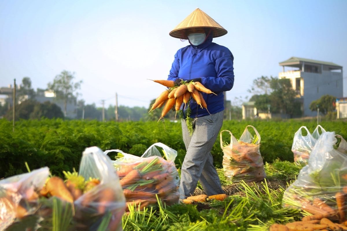 Carrot capital Duc Chinh harvest season