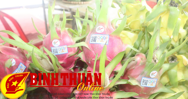 Nâng sức cạnh tranh, giữ vững thương hiệu thanh long Bình Thuận