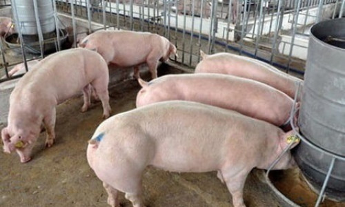 Pig prices continue to increase, higher than China and Thailand