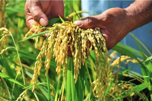 Precio del arroz hoy 14 de agosto de 2024: El precio del arroz aumentó de 50