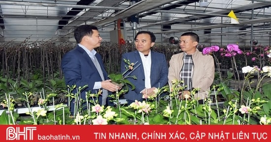 Lan hồ điệp trồng ở Hà Tĩnh sắp “chào hàng” phục vụ tết