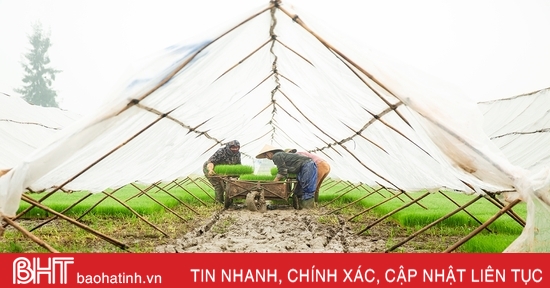 Chủ tịch UBND tỉnh ra công điện về phòng chống rét đậm, rét hại