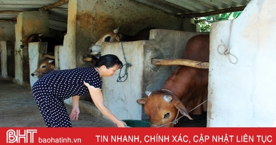 Lộc Hà “tiếp sức” phát triển đàn vật nuôi