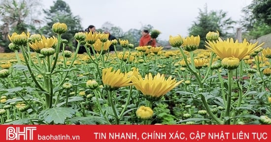 Ngập tràn cúc vàng ở làng hoa Đức Thọ