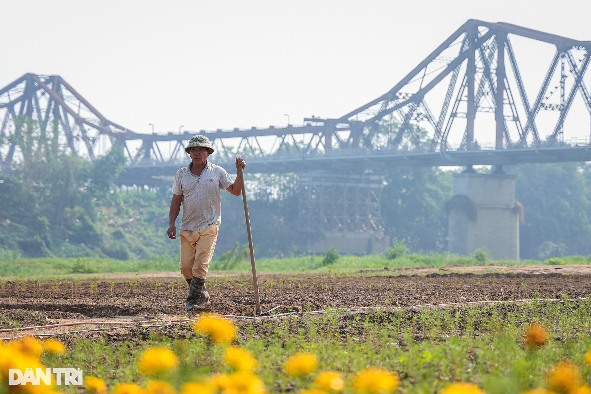 Dậy từ 3h, vượt 30km chụp ảnh sống ảo ở vườn hoa cúc chân cầu Long Biên - 12