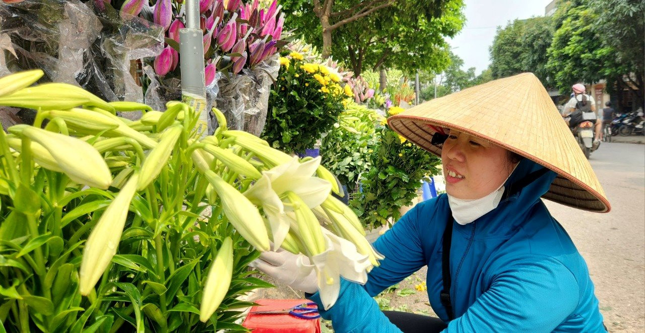 Hoa loa kèn xuống phố