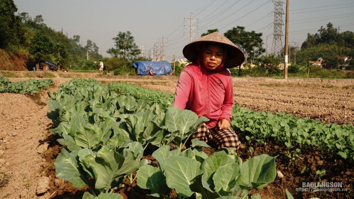 Ms. Luong Thi Be, Dong Kinh ward, Lang Son city, takes care of the hybrid vegetable beds left after storm No. 3.