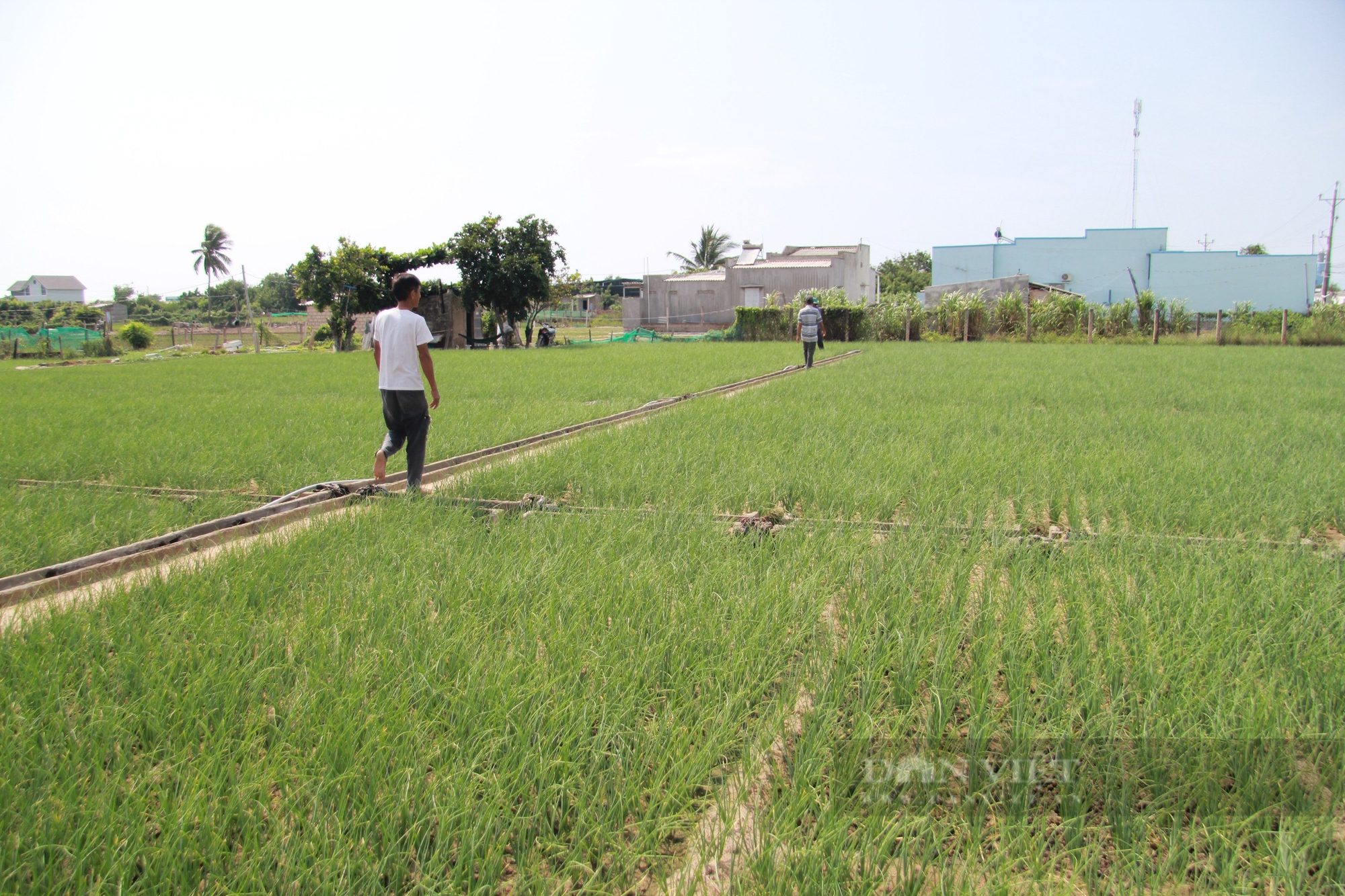 Nông dân Hợp tác xã hành tím ở Ninh Thuận kêu cứu vì nguồn nước ngầm bị nhiễm mặn nghiêm trọn - Ảnh 9.