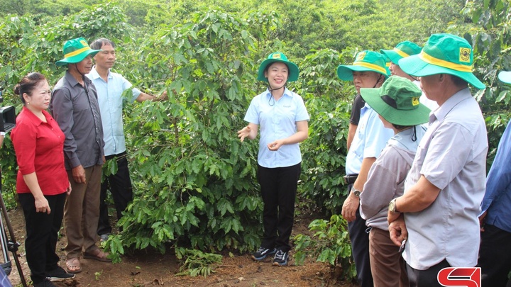 Canh tác cà-phê thông minh thích ứng với biến đổi khí hậu