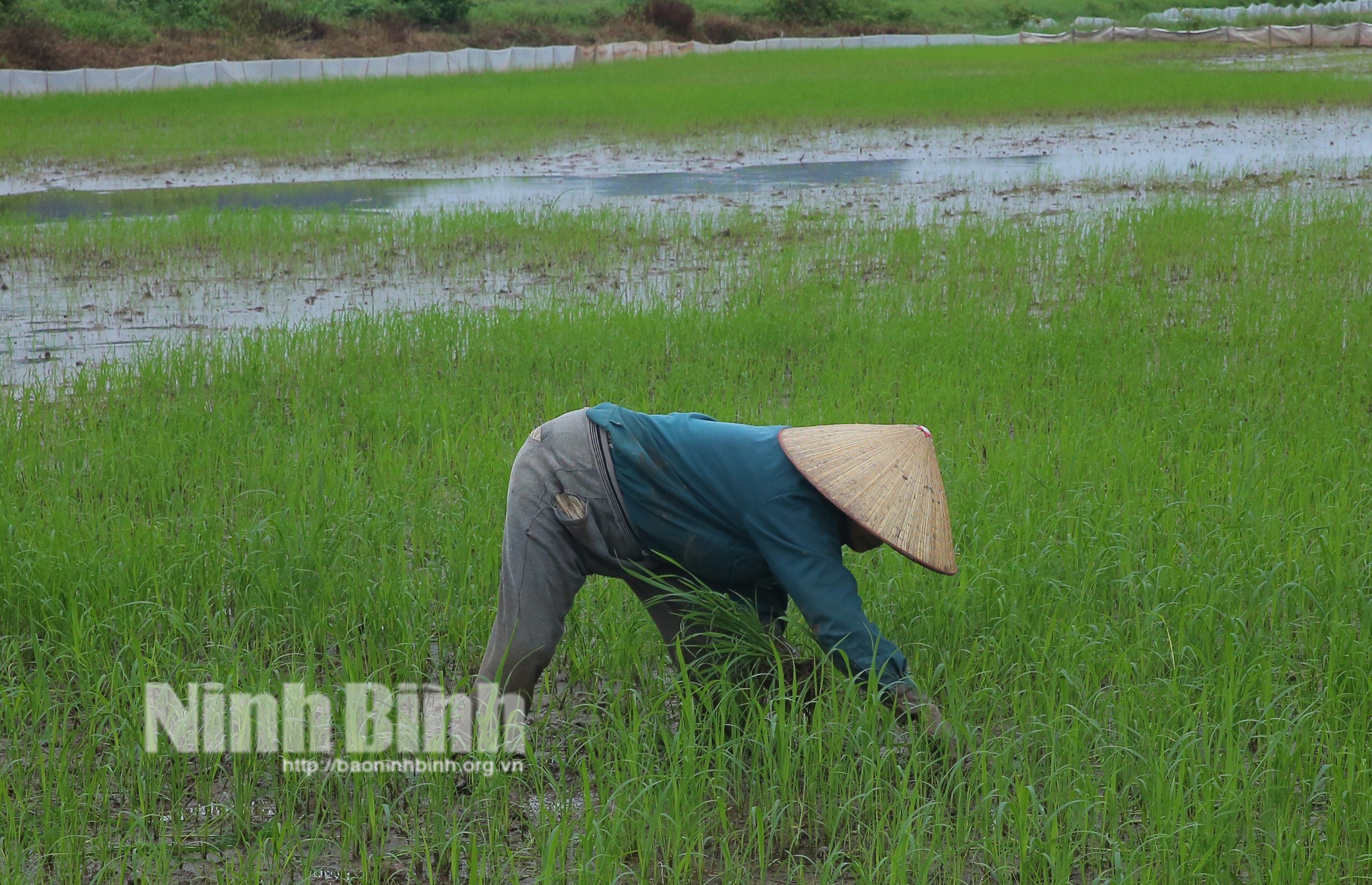 Khẩn trương khắc phục diện tích lúa bị thiệt hại do mưa úng