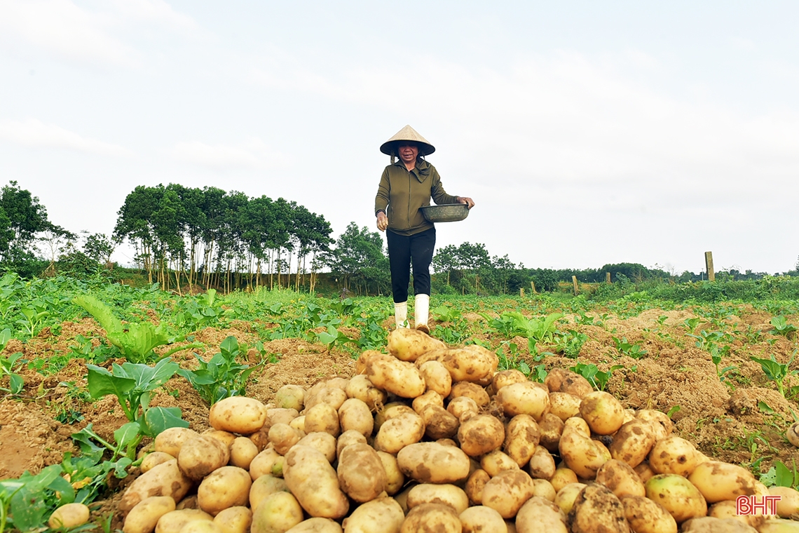 Trồng rau bán tết, nông dân phố núi Hương Khê thu lãi khá