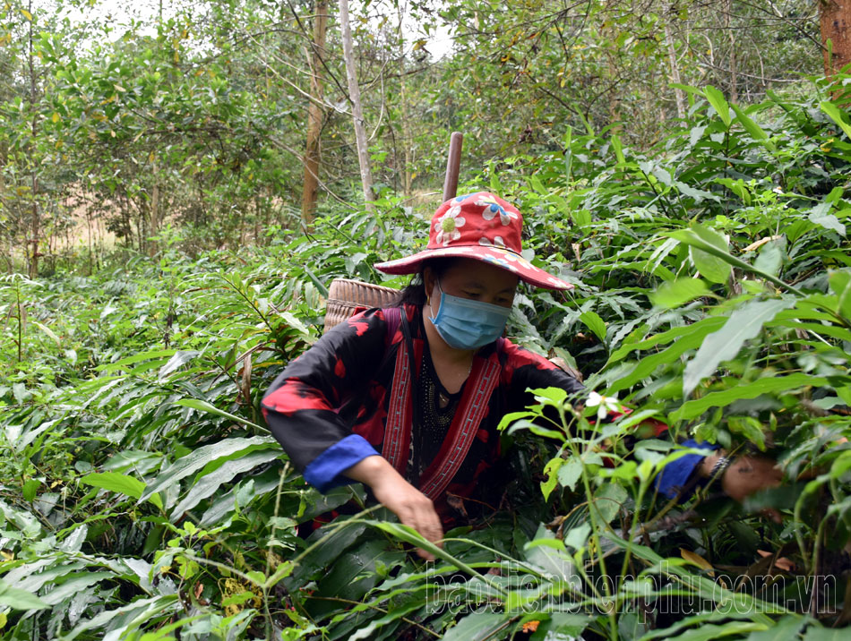 薬用植物は未だに「出力」が難しい