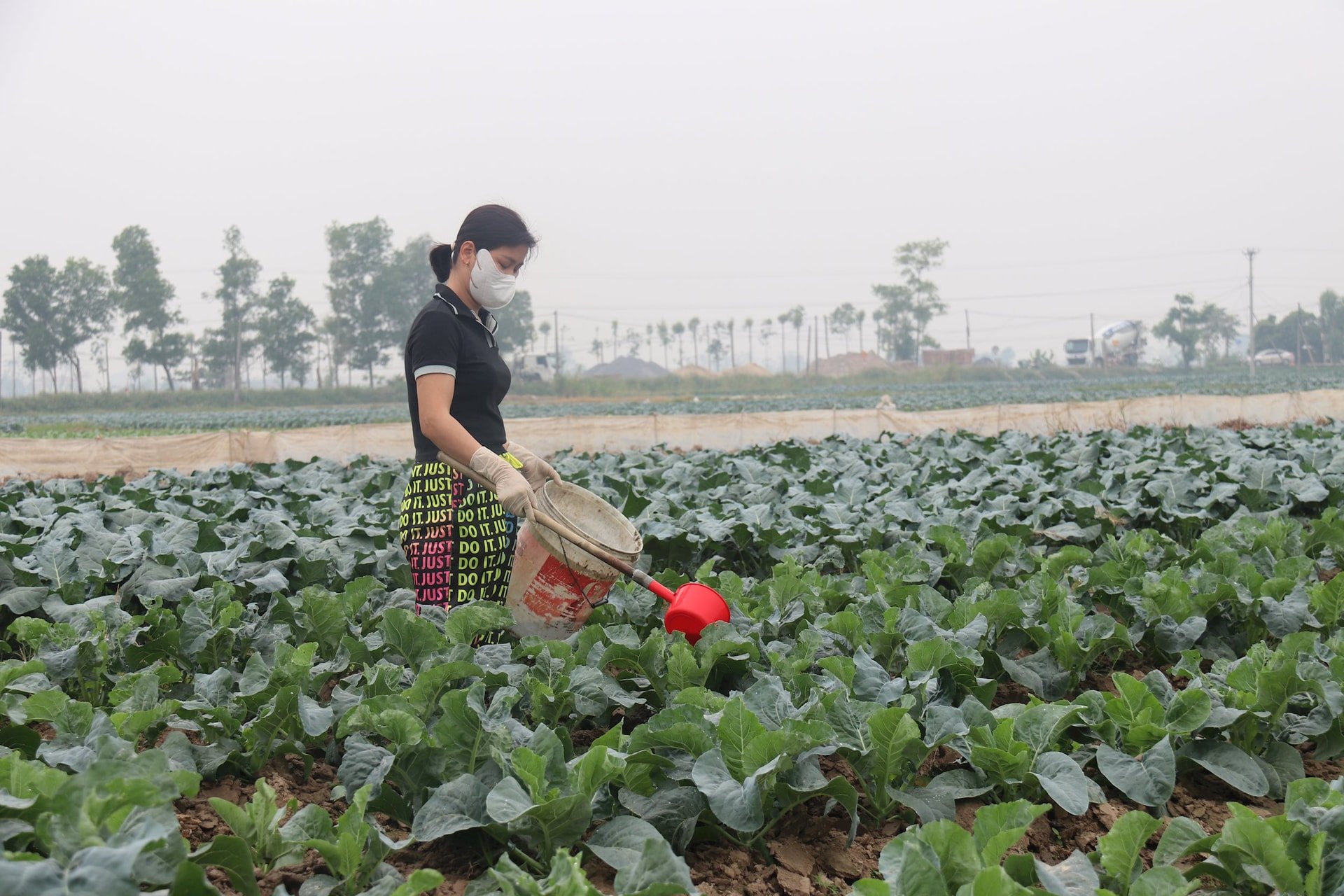 Témoin des jardins potagers se préparant pour le Têt