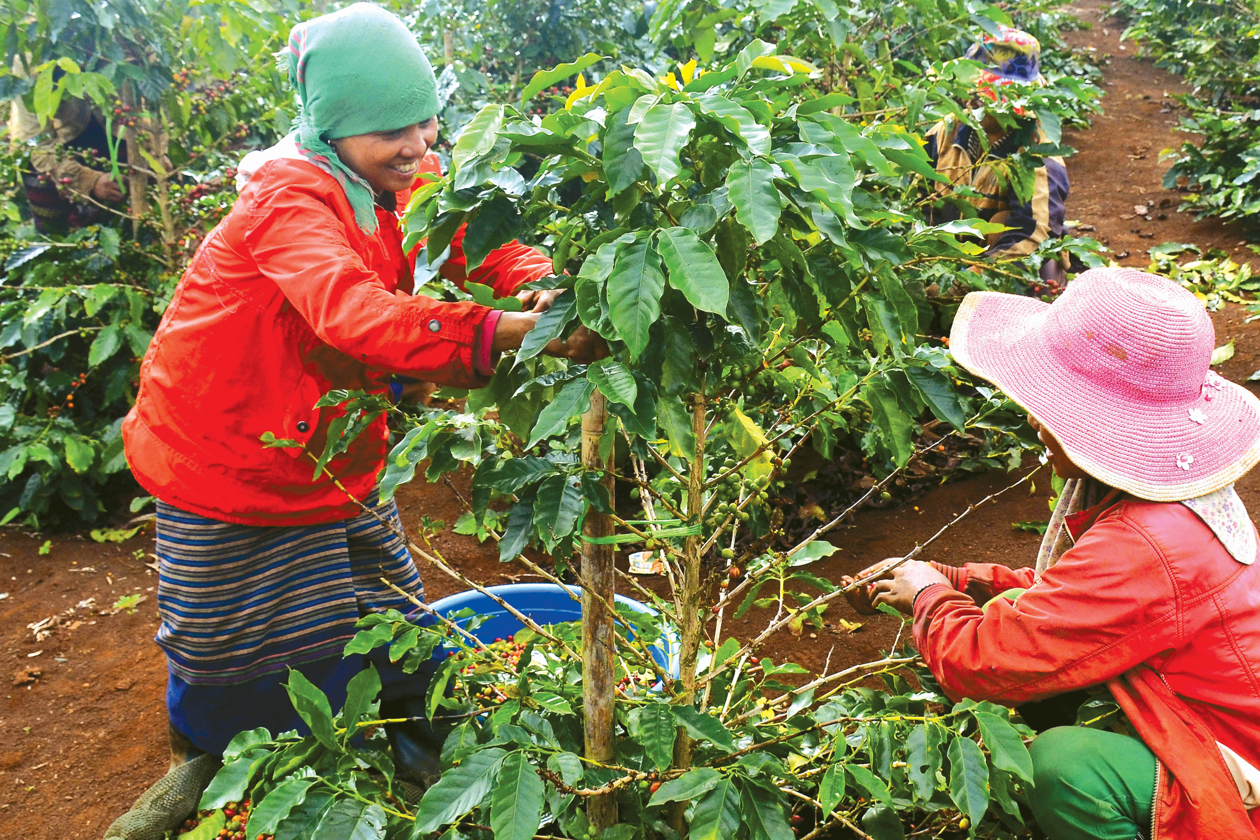 Vinh danh cà phê Arabica Khe Sanh