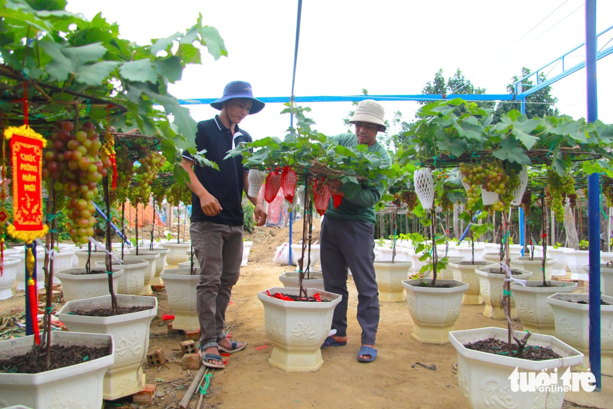 Nho cảnh ‘siêu trái’ ở Ninh Thuận giá cao vẫn cháy hàng dịp Tết - Ảnh 4.