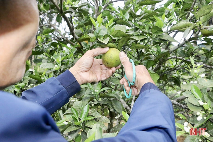 Comenzando un nuevo cultivo de naranjas en el jardín de la colina de Vu Quang