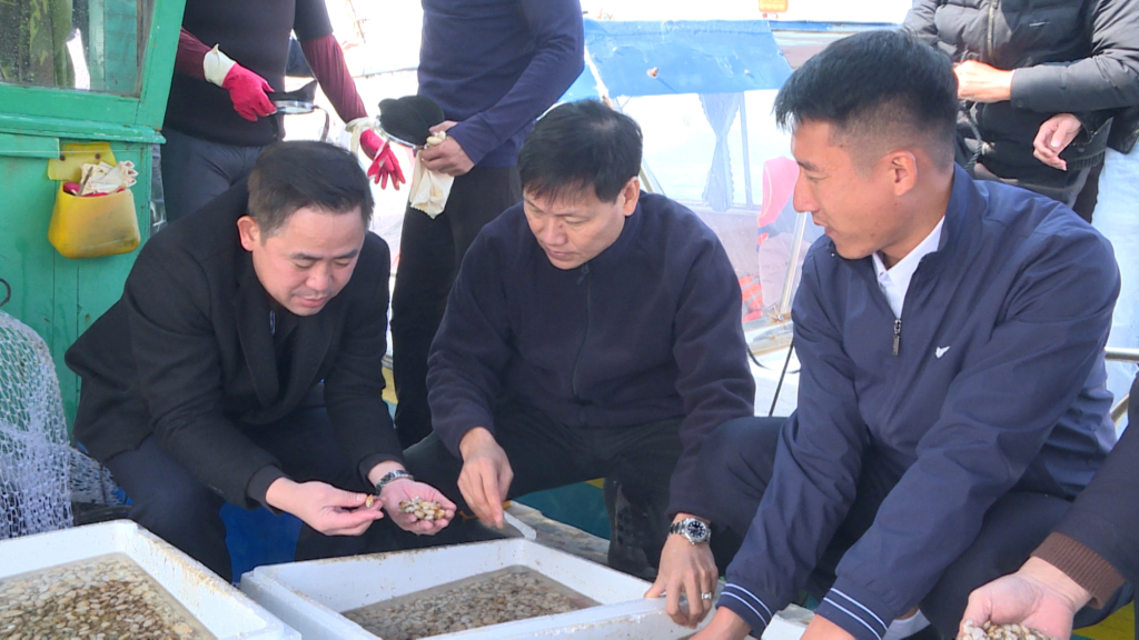 Leaders of the Department of Agriculture and Rural Development of Quang Ninh province check the quality of double-shell clam breed.